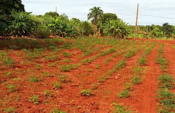 Secretaria-de-Agricultura-realiza-plantio-de-milho-na-chácara-municipal-(8)