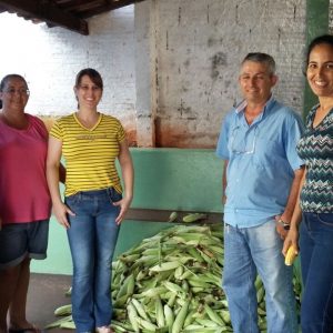 Prefeitura distribui milho colhido na Chácara Municipal