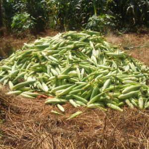 Prefeitura distribui milho colhido na Chácara Municipal