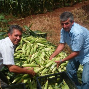 Prefeitura distribui milho colhido na Chácara Municipal
