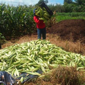 Prefeitura distribui milho colhido na Chácara Municipal