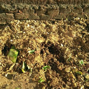 CEMEI Luiza Maria de Paula ensina os alunos a cultivar e preservar o Meio Ambiente com o Projeto Meu Jardim CEMEI Luiza Maria de Paula ensina os alunos a cultivar e preservar o Meio Ambiente com o Projeto Meu Jardim