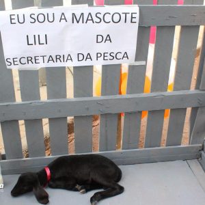 Prefeitura promove Projeto Ação Cidadania no Bairro Vila Rica (15) Prefeitura promove Projeto Ação Cidadania no Bairro Vila Rica (15)