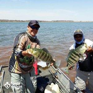 Santa Vitória Pesca 2017 bate recorde de tamanho de peixes (47) Santa Vitória Pesca 2017 bate recorde de tamanho de peixes (47)