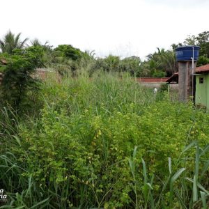 Prefeitura e comunidade mobilizam mutirão de limpeza no distrito de Chaveslândia para reforçar combate contra a Dengue (8) Prefeitura e comunidade mobilizam mutirão de limpeza no distrito de Chaveslândia para reforçar combate contra a Dengue (8)