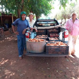 Distribuição da produção nas escolas municipais e estaduais e nas entidades filantrópicas Distribuição da produção nas escolas municipais e estaduais e nas entidades filantrópicas