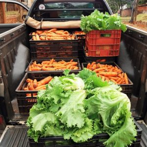 Distribuição da produção nas escolas municipais e estaduais e nas entidades filantrópicas Distribuição da produção nas escolas municipais e estaduais e nas entidades filantrópicas