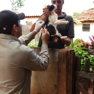 Secretaria de Saúde promove Campanha de Vacinação Antirrábica (5) Secretaria de Saúde promove Campanha de Vacinação Antirrábica (5)