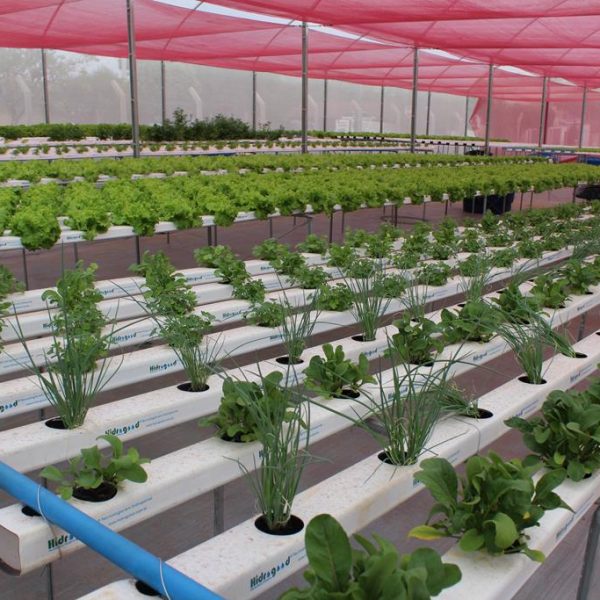 Prefeito Salim Curi prestigia inauguração de horta hidropônica