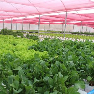 Prefeito Salim Curi prestigia inauguração de horta hidropônica