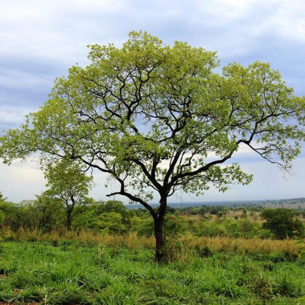 IMG_7534 (Copy) IMG_7534 (Copy)