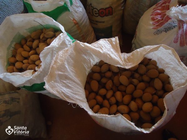 Projeto Baru começa a todo vapor em Santa Vitória