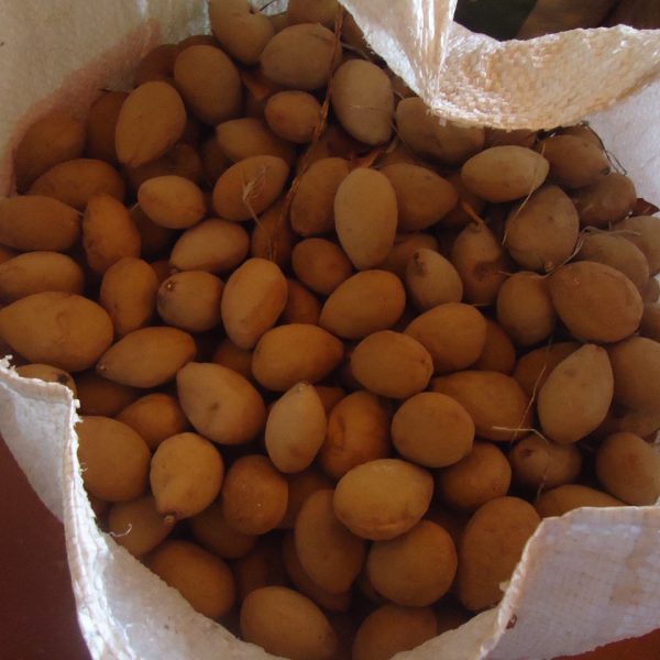 Projeto Baru começa a todo vapor em Santa Vitória Projeto Baru começa a todo vapor em Santa Vitória