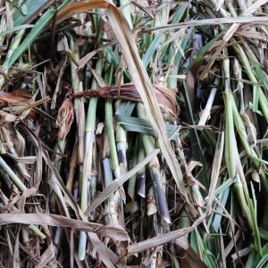 Reunião mensal do CMDRS esclareceu dúvidas sobre a coleta itinerante e o cultivar BRS Capiaçu (15) Reunião mensal do CMDRS esclareceu dúvidas sobre a coleta itinerante e o cultivar BRS Capiaçu (15)