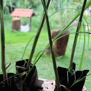 Reunião mensal do CMDRS esclareceu dúvidas sobre a coleta itinerante e o cultivar BRS Capiaçu (16) Reunião mensal do CMDRS esclareceu dúvidas sobre a coleta itinerante e o cultivar BRS Capiaçu (16)