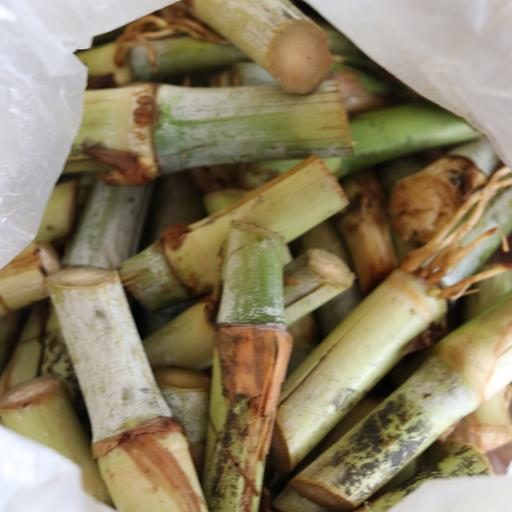 Reunião mensal do CMDRS esclareceu dúvidas sobre a coleta itinerante e o cultivar BRS Capiaçu (2) Reunião mensal do CMDRS esclareceu dúvidas sobre a coleta itinerante e o cultivar BRS Capiaçu (2)