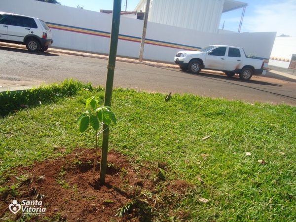 A Prefeitura Municipal em parceria com a Vale do Pontal Açúcar e Álcool Ltda. promovem arborização urbana em Santa Vitória