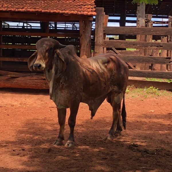 reunião para mobilização da chamada ANATER EMATER-MG - ATER Leite em Santa Vitória (14)