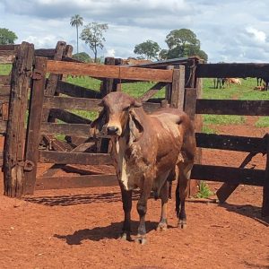reunião para mobilização da chamada ANATER EMATER-MG - ATER Leite em Santa Vitória (15)
