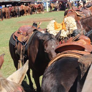 13ª Cavalgada Santa Vitoria Perdilandia realizada com sucesso (225)