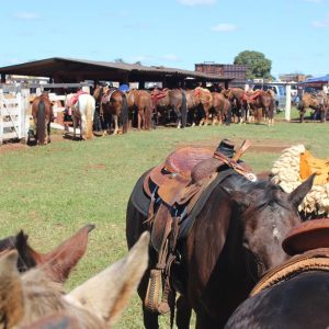 13ª Cavalgada Santa Vitoria Perdilandia realizada com sucesso (226)