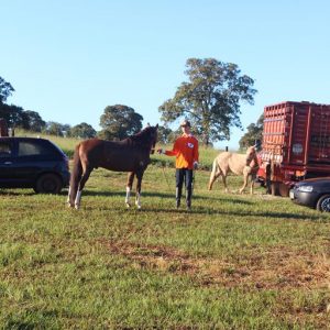 13ª Cavalgada Santa Vitoria Perdilandia realizada com sucesso (470)