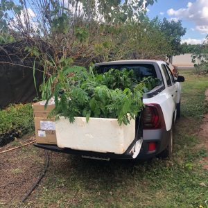 Doações de mudas nativas e demonstração de animais silvestres empalhados marcam o início da Semana do Meio Ambiente (2)
