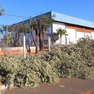 Podas e cortes de árvores são triturados e retornam à natureza na forma de adubo orgânico (10) Podas e cortes de árvores são triturados e retornam à natureza na forma de adubo orgânico (10)