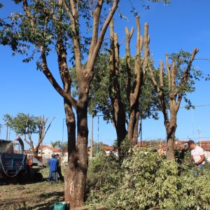 Podas e cortes de árvores são triturados e retornam à natureza na forma de adubo orgânico (11) Podas e cortes de árvores são triturados e retornam à natureza na forma de adubo orgânico (11)