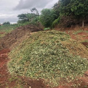 Podas e cortes de árvores são triturados e retornam à natureza na forma de adubo orgânico (20) Podas e cortes de árvores são triturados e retornam à natureza na forma de adubo orgânico (20)