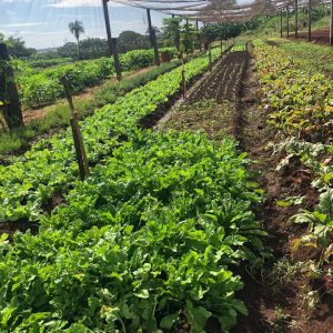 Podas e cortes de árvores são triturados e retornam à natureza na forma de adubo orgânico (22) Podas e cortes de árvores são triturados e retornam à natureza na forma de adubo orgânico (22)
