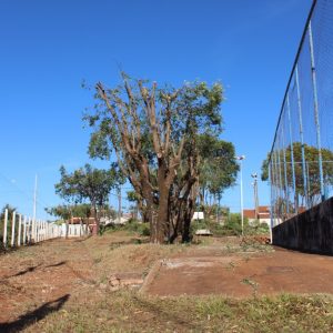 Podas e cortes de árvores são triturados e retornam à natureza na forma de adubo orgânico (3) Podas e cortes de árvores são triturados e retornam à natureza na forma de adubo orgânico (3)