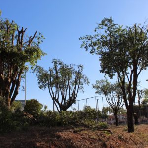 Podas e cortes de árvores são triturados e retornam à natureza na forma de adubo orgânico (6) Podas e cortes de árvores são triturados e retornam à natureza na forma de adubo orgânico (6)