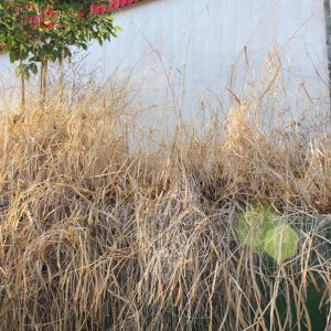 Líderes do Executivo acompanham início das obras no Ginásio Pio Bonito que será totalmente reformado (23)