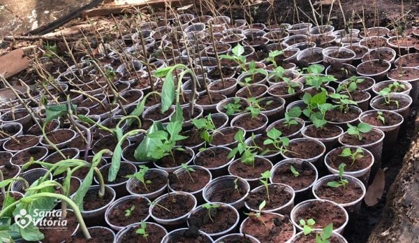 Produção de mudas a partir da reutilização de copos descartáveis