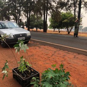 Blitz educativa faz parte das comemorações do Dia da Árvore em Santa Vitória
