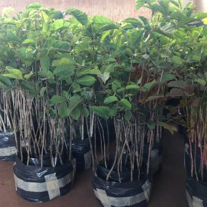 IMG-20191121-WA0218 IMG-20191121-WA0218