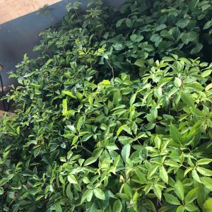 IMG-20191121-WA0229 IMG-20191121-WA0229