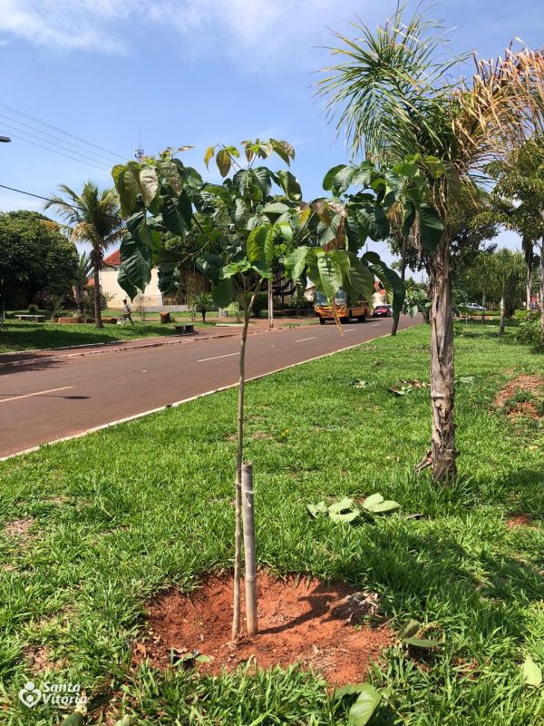 Prefeitura realiza manutenções com podas nos ipês já plantados e replantios de diversas cores