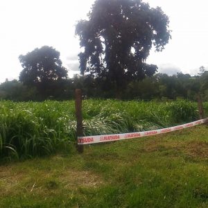 Tarde de Campo do II Circuito Agropecuário 2020 – da EMATER-MG Regional de Uberlândia é realizada com sucesso em Santa Vitória (4) Tarde de Campo do II Circuito Agropecuário 2020 - da EMATER-MG Regional de Uberlândia é realizada com sucesso em Santa Vitória (4)