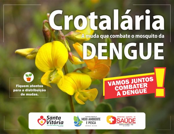 Crotalária Santa Vitória