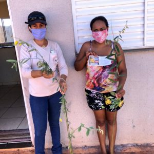 Mudas de crotalária são distribuídas para ajudar no combate à dengue em Santa Vitória (4)