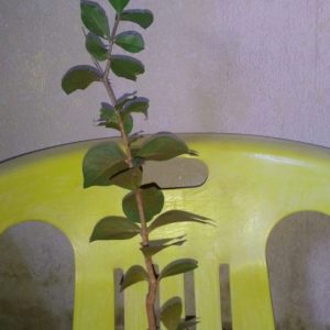 Crianças aprendem a preservar o meio ambiente plantando árvores (4)