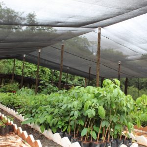 Revitalização e modernização do viveiro municipal em parceria com a ARPA-SV (1) Revitalização e modernização do viveiro municipal em parceria com a ARPA-SV (1)