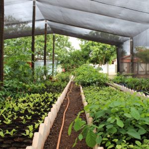 Revitalização e modernização do viveiro municipal em parceria com a ARPA-SV (2) Revitalização e modernização do viveiro municipal em parceria com a ARPA-SV (2)