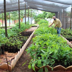 Revitalização e modernização do viveiro municipal em parceria com a ARPA-SV (4) Revitalização e modernização do viveiro municipal em parceria com a ARPA-SV (4)