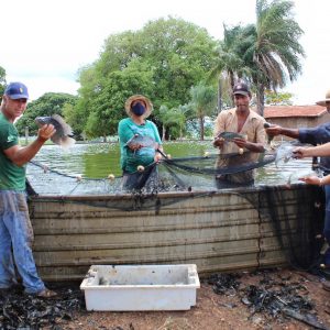 Secretaria de Meio Ambiente e Pesca apresenta primeiros resultados da produção de pescados com aproveitamento dágua de irrigação de pasto (10) Secretaria de Meio Ambiente e Pesca apresenta primeiros resultados da produção de pescados com aproveitamento dágua de irrigação de pasto (10)