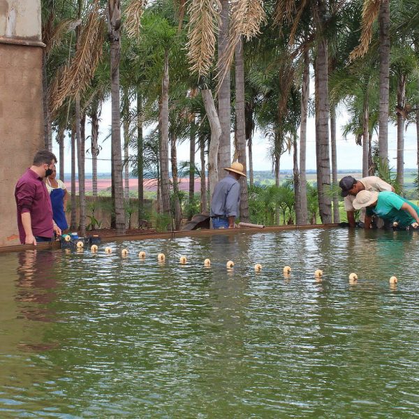 Secretaria de Meio Ambiente e Pesca apresenta primeiros resultados da produção de pescados com aproveitamento dágua de irrigação de pasto (2) Secretaria de Meio Ambiente e Pesca apresenta primeiros resultados da produção de pescados com aproveitamento dágua de irrigação de pasto (2)