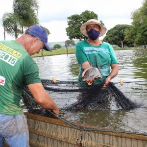 Secretaria de Meio Ambiente e Pesca apresenta primeiros resultados da produção de pescados com aproveitamento dágua de irrigação de pasto (3) Secretaria de Meio Ambiente e Pesca apresenta primeiros resultados da produção de pescados com aproveitamento dágua de irrigação de pasto (3)