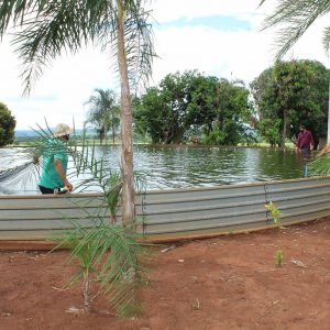Secretaria de Meio Ambiente e Pesca apresenta primeiros resultados da produção de pescados com aproveitamento dágua de irrigação de pasto (4) Secretaria de Meio Ambiente e Pesca apresenta primeiros resultados da produção de pescados com aproveitamento dágua de irrigação de pasto (4)
